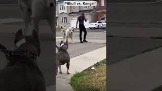 A pitbull vs Kangal who wins [upl. by Auroora]