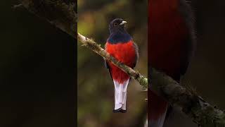 The Suruca Trogon has compact body and short neck naturelovers naturephotography [upl. by Nayra4]