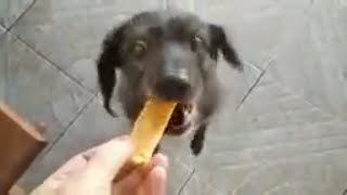 Bifinho de Frango para Cachorro Receita passo a passo [upl. by Corny]