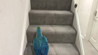 Parrot On A Mission To His Room  Mikey The Macaw [upl. by Cinamod]