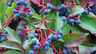 Parthenocissus quinquefolia or Virginia creeper [upl. by Lan]