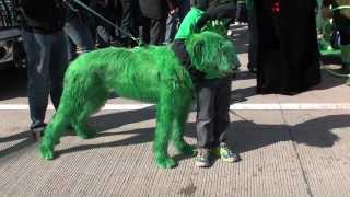 Totally Irish Wolfhound  Chicago St Patricks Day Parade [upl. by Manas222]