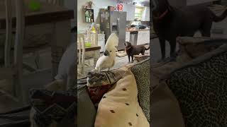 Cockatoo barking like a dog [upl. by Ailemac]