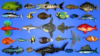 28 Ocean Fish Whale Shark Sunfish Angler Fish Bluefin Tuna Flying Fish Marlin Etc MN049 [upl. by Earissed]