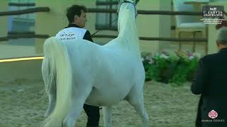 N 122 MANAYER AL SHAQAB 13th Qatar International Arabian Peninsula Horse Show 2024 Mares 7 10 Ye [upl. by Icats]