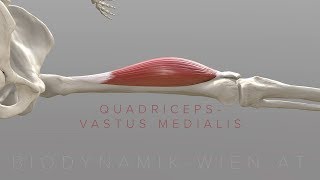 Quadriceps Vastus Medialis 3D Animation [upl. by Proulx]