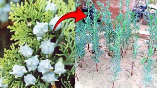 How To Grow Thuja Tree Seed  Morpanki Plant Growing From Seed [upl. by Mehalek]