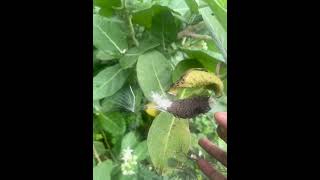 Seed dispersal in Calotropis plant [upl. by Flodnar35]