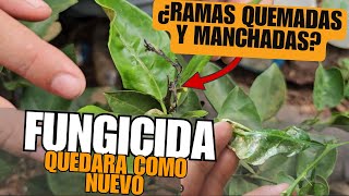 🍋¿Ramas Tiernas Quemadas y Manchadas en tus Cítricos 🌿 Este Fungicida Casero es la Solución [upl. by Rammus]