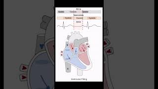 Heart Systole  Diastole biology nursing mbbs heart [upl. by Naawaj626]