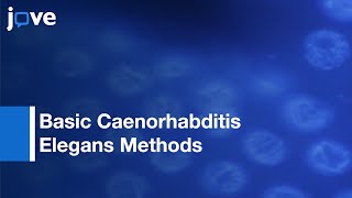 Basic Caenorhabditis Elegans Methods Synchronization and Observation l Protocol Preview [upl. by Aala132]