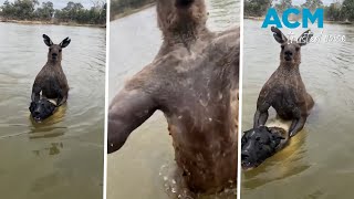 Aussie man saves dog from being drowned by kangaroo [upl. by Glimp]