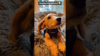 Miniature Dachshund puppy would like some attention please dachshund miniaturedachshund shorts [upl. by Golda]