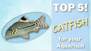 TOP 5 CATFISH FOR YOUR AQUARIUM [upl. by Cheslie]