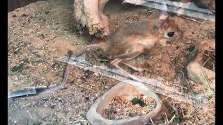 Greater Jerboas  Jaculus Orientalis [upl. by Magena]