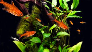 Ember Tetra Care and Breeding A Tiny Tetra with Show Stopping Color [upl. by Namlaz]