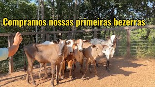 Foi dia de ir buscar nossas bezerras que compramos [upl. by Seidler795]