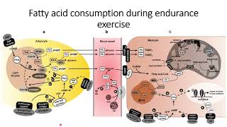 Fatty acid consumption during endurance exercise Code 577 [upl. by Iteerp]