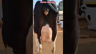 120000 ரூபாய்க்கு மாடு வாங்கிட்டாங்க vivasayaarvalargal cow dairyfarm shortvideo shorts [upl. by Soirtimid]