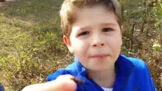 La chinche de la malva arbórea Pyrrhocoris apterus también conocido como zapatero o San Antonio [upl. by Leba871]