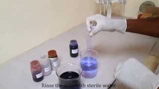 Gram staining for differentiating bacterial species [upl. by Naynek]