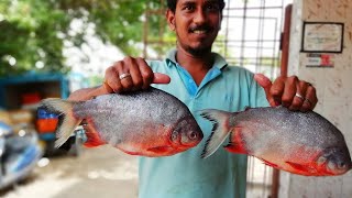 Rupchanda Fish Recipe  How To Clean amp Cook Big Red Pomfret Fish Curry  Cooking Red Pomfret Fish [upl. by Nwahsar]