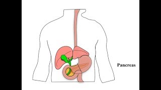 Glucagon and its Functions [upl. by Lightfoot]