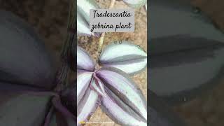 IITradescantia zebrina plant for cutting II garden shorts vidwotradescantiazebrina [upl. by Ammadis]