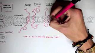 Membrane Proteins I [upl. by Calvo991]