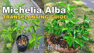 Air Layered Michelia Alba Transplanting to the Ground  Magnolia Alaba  White Champaca 白兰地栽指南 [upl. by Cassidy288]