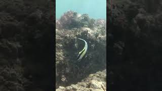 Moorish Idol swimming along reef at Gerickes Point Fish MoorishIdol gardenroute reef [upl. by Parrisch]