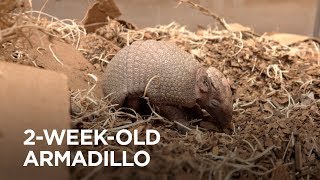 Baby Armadillo Health Checkup [upl. by Terti]