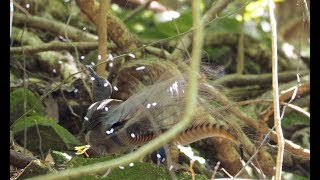 Lyrebird goes crazy mimicking [upl. by Rehptsirhc]