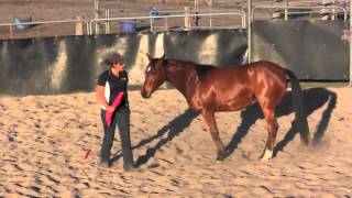 Ground work handling with a sensitive 2 years old filly [upl. by Harewood]