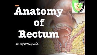 Anatomy of Rectum [upl. by Nitsew]