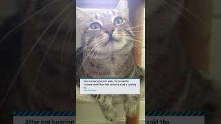 Pet parents receive cat back in bag after cremation company ‘ghosts them [upl. by Allistir745]