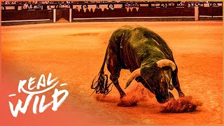 Spains Most Legendary Fighting Bull  The Spirit Of The Bull  Real Wild [upl. by Enened]