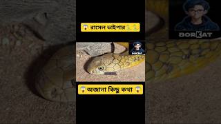 quotRussells Viper The Deadly Serpent You Need to Know Aboutquot [upl. by Anirbaz]