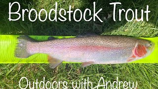 Broodstock Trout [upl. by Anyzratak]