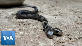 Rare Two Headed Snake Spotted in Eastern India [upl. by Dewhirst]