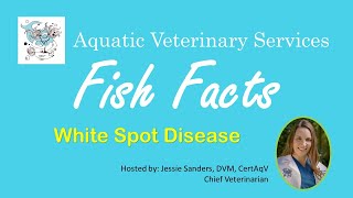 White Spot Disease in Pet Fish [upl. by Mccully302]