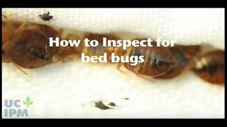 How to inspect for bed bugs [upl. by Nored819]