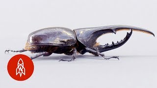 The Small but Mighty Hercules Beetle [upl. by Evanne876]