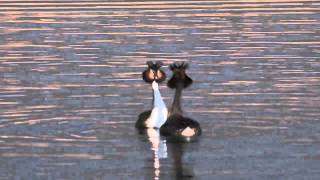 Great Crested Grebe Courtship Dance [upl. by Ecyt]