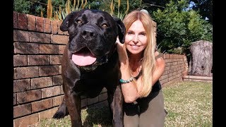 THE BOERBOEL LION DOG  MOST POWERFUL MASTIFF IN SOUTH AFRICA [upl. by Ehctav]