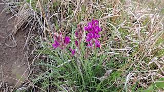 The Purple Locoweed [upl. by Fin401]