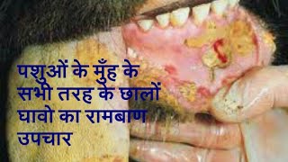 Stomatitis Cure in Animal पशुओं के मुँह के सभी तरह के छालों घावो का रामबाण उपचार ALL IN INE SOLUTION [upl. by Burkhard]