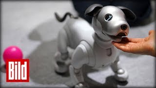 So niedlich ist Roboter Hund „Aibo“ von Sony – Unterwegs auf der CES [upl. by Aihseyt]