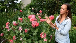 How to Sow Breadseed Poppies Why to Grow Poppies for Cut Flowers  Favorite Poppy Varieties [upl. by Chlori]