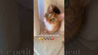 chat drôle et intelligenteque fais tu avec ta maincat cute funny shortvideos shortsyoutube [upl. by Bobker]